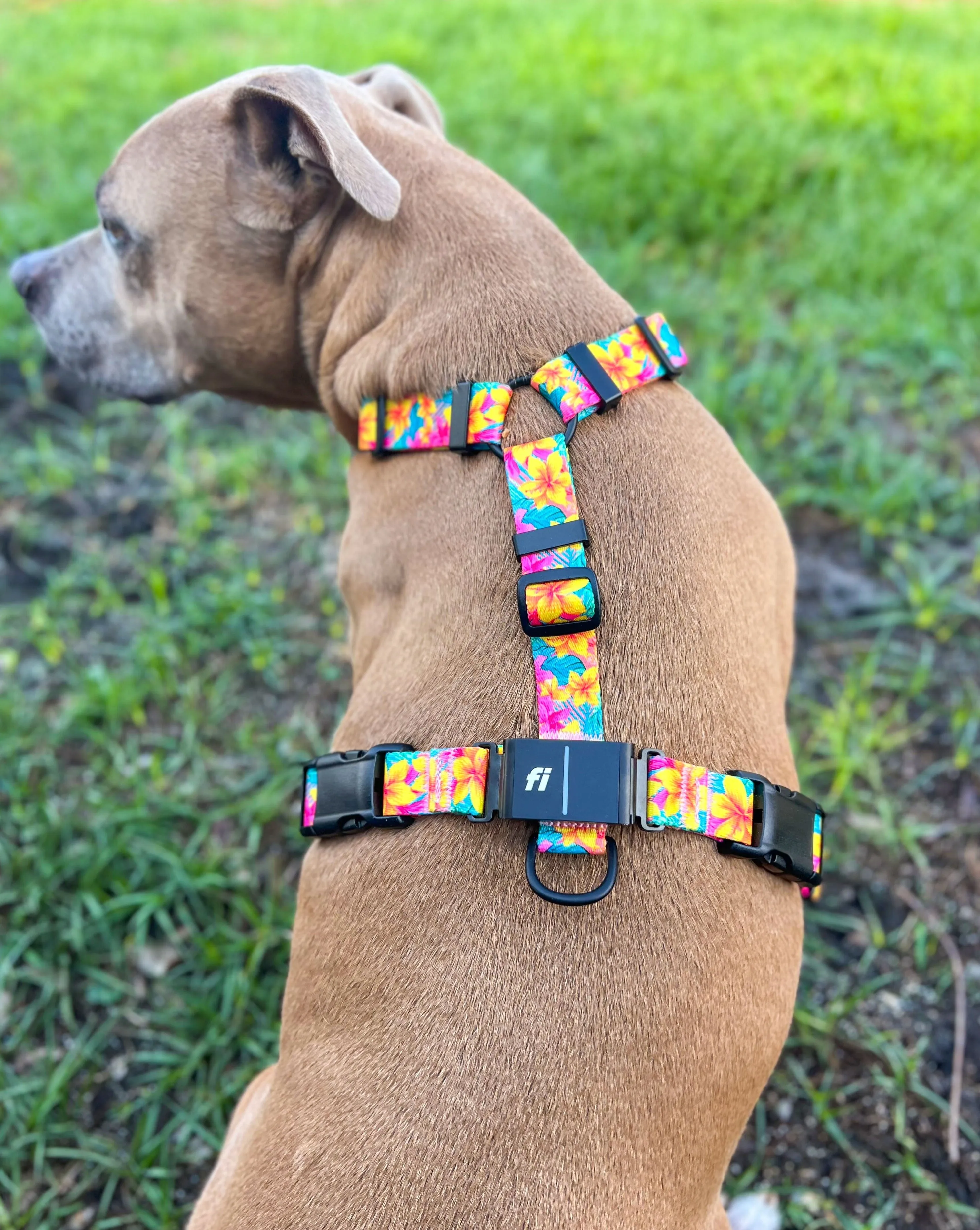 Fi Series 3 Compatible Harness