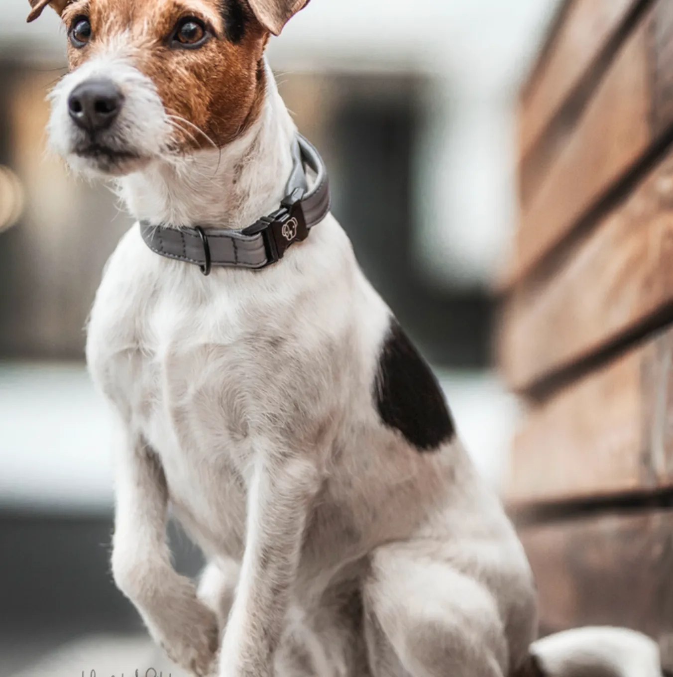Kentucky Reflective dog collar